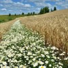 природа лето ромашки поле полевые цветы