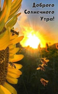с добрым солнечным утром солнечного утра