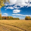 осень ранняя поле рожь береза