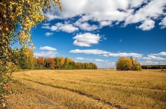 осень ранняя поле рожь береза