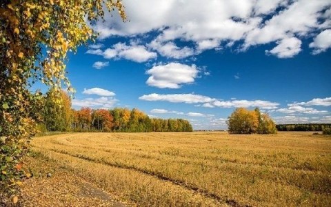 осень ранняя поле рожь береза