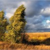 осень ветер лес природа