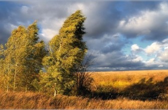 осень ветер лес природа