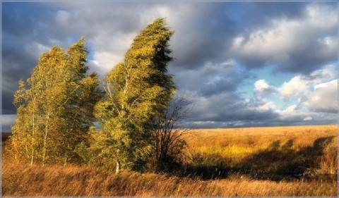 осень ветер лес природа