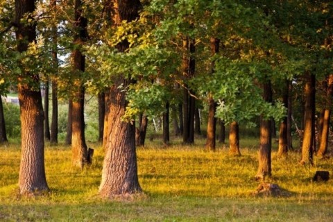 природа лес дубрава дуб