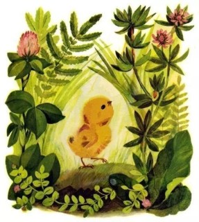 цыпленок задирает голову