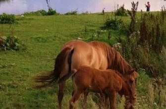 лошади кони пасутся лето лес речка природа