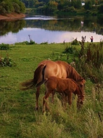 лошади кони пасутся лето лес речка природа