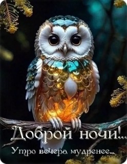 спокойной ночи