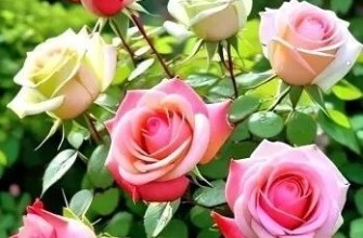 цветы розы розочки природа